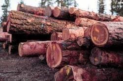 Top Quality Woods