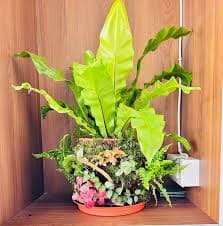 Panchavati Studio Plant Nursery