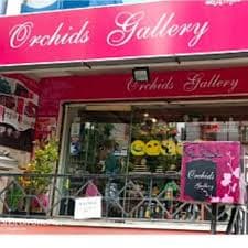 Orchids Gallery