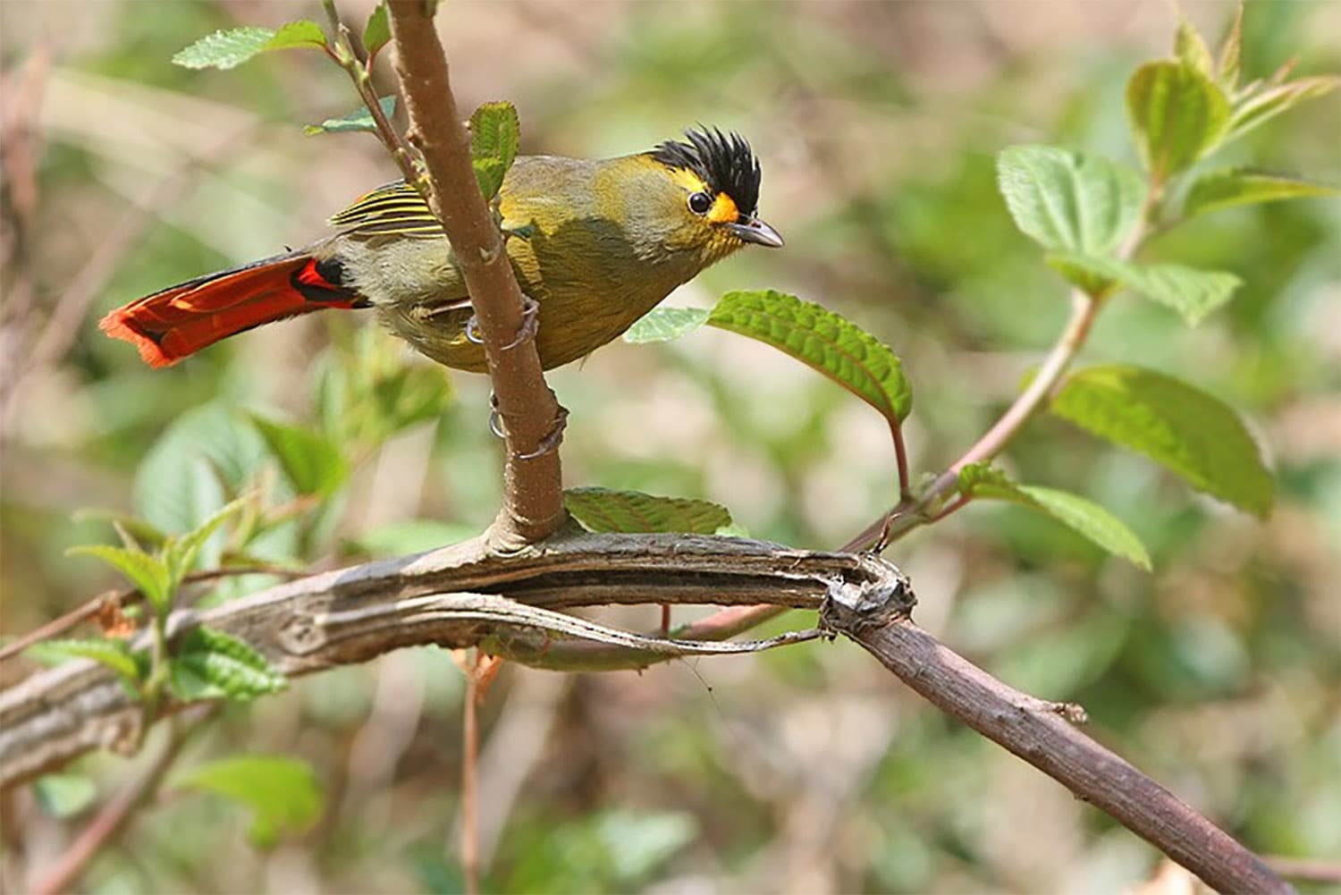 Eaglenest Bird Festival 2026 — West Kameng, Arunachal Pradesh, India